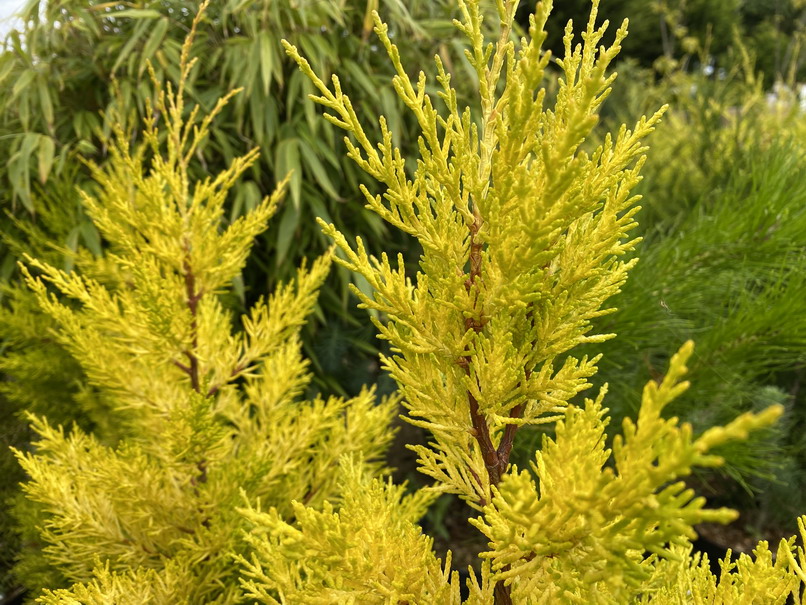 CUPRESSUS macrocarpa Goldcrest