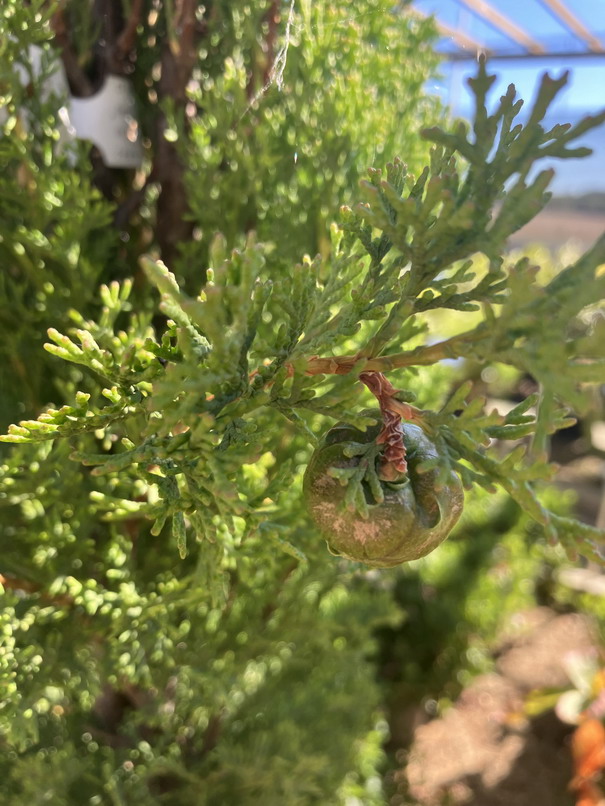 CUPRESSUS sempervirens Totem