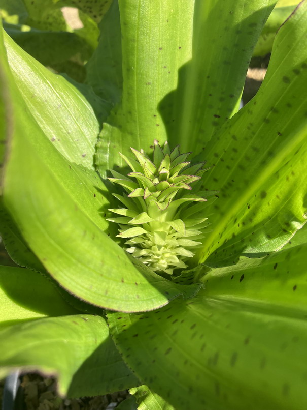 EUCOMIS bicolor