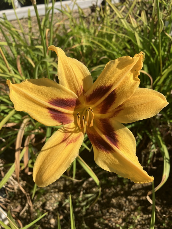 HEMEROCALLIS Bonanza