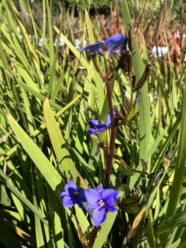 LIBERTIA sessiliflora