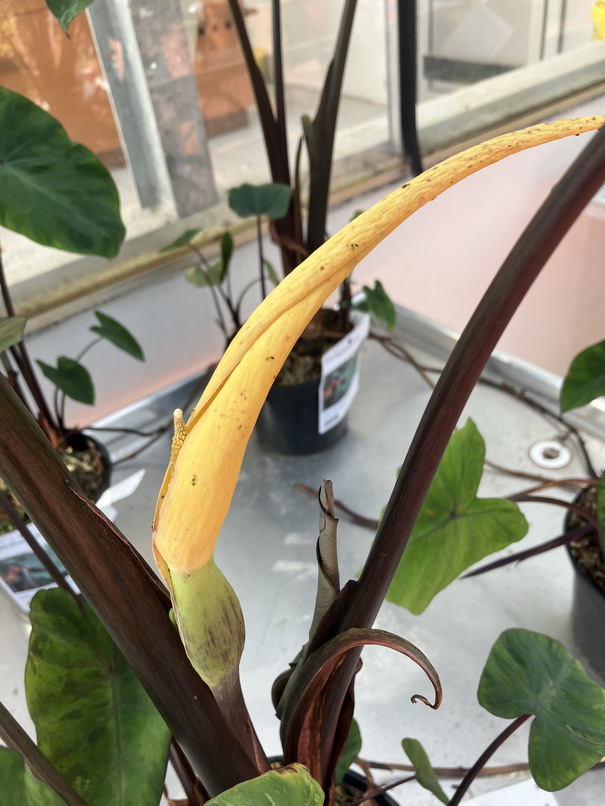 COLOCASIA metallica