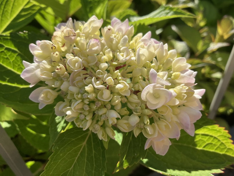 HYDRANGEA macrophylla So Long Ebony ®