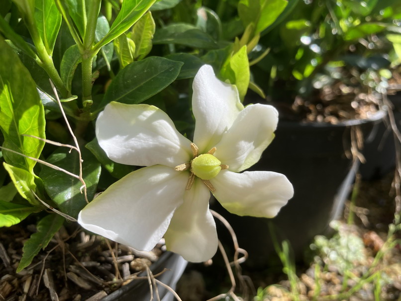 GARDENIA jasminoides Pinwheel