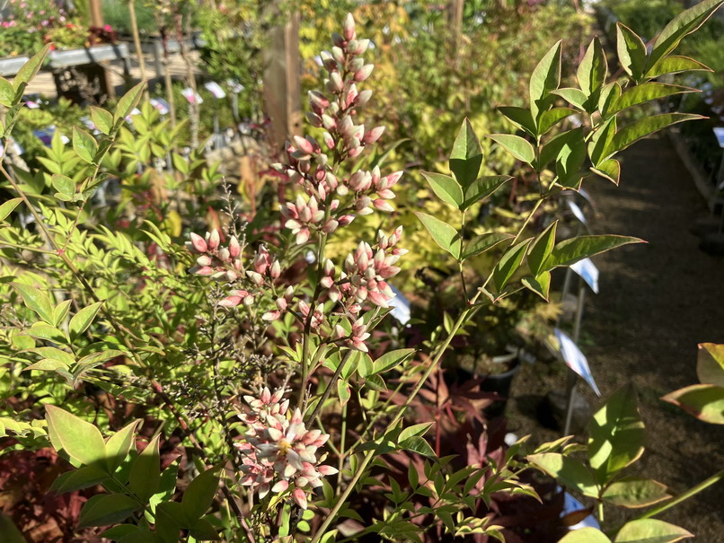 NANDINA domestica Richmond