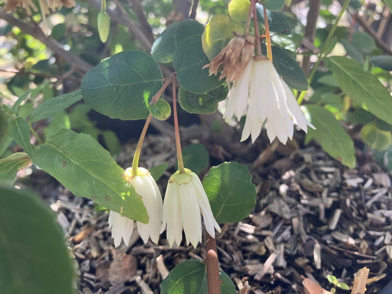 CRINODENDRON patagua