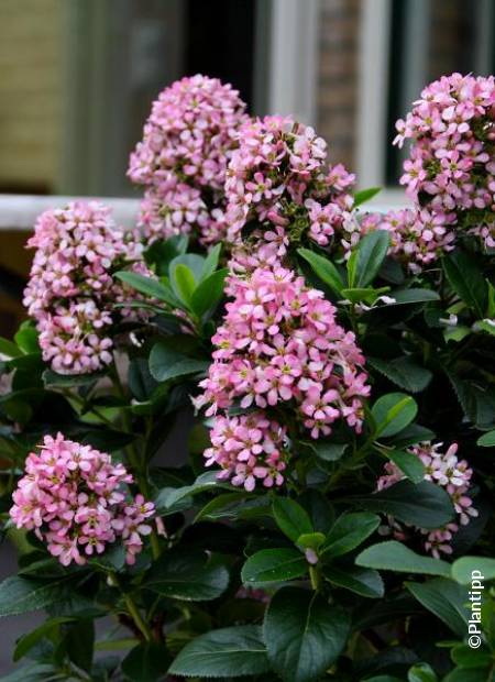 ESCALLONIA laevis Pink Elle ®