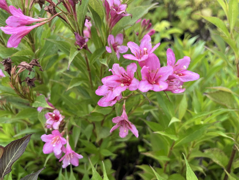 WEIGELIA Picobella Rosea ®