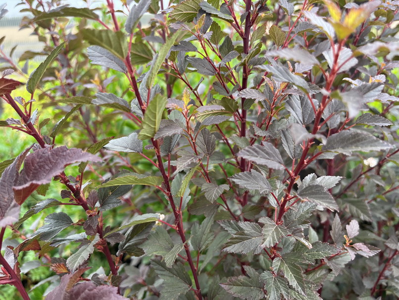 PHYSOCARPUS opulifolius Little Joker ®