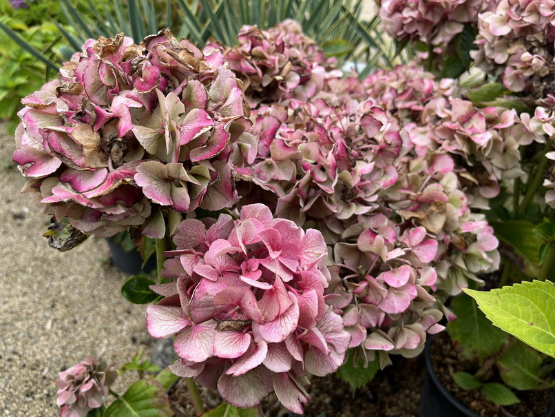 HYDRANGEA macrophylla Constellation