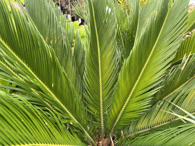 CYCAS revoluta