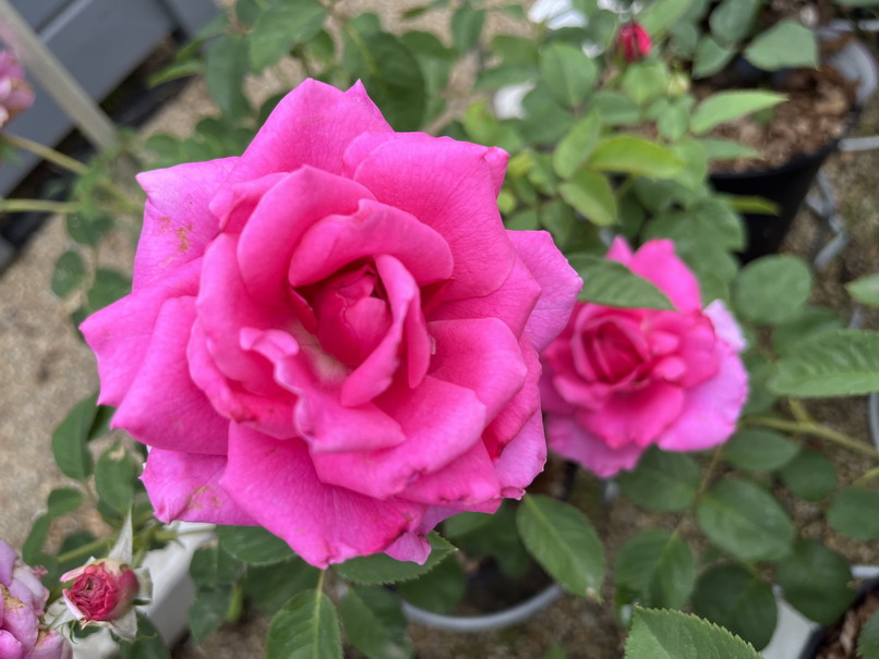 ROSA Purple Voluptia ®