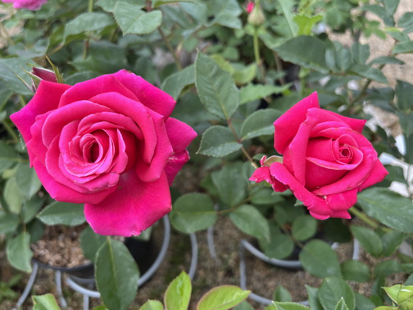ROSA Crazy Pink Voluptia ®