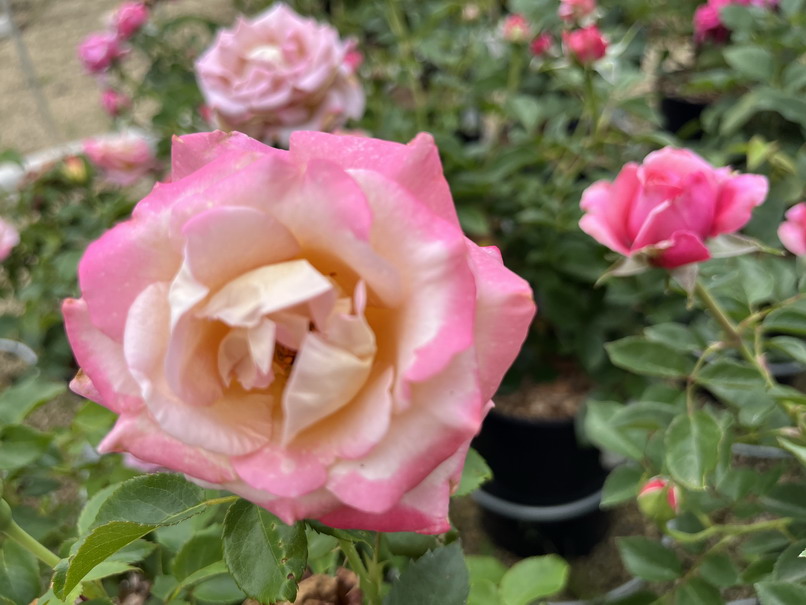 ROSA Michel Drucker ® : floraison estivale. Nº6871