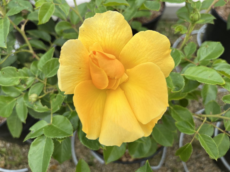 ROSA Michèle Laroque ®