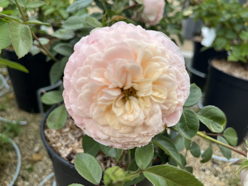 ROSA Sourire du Havre ®
