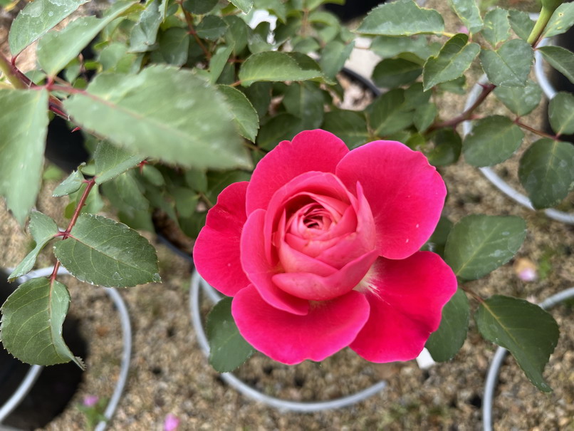 ROSA Centenaire de l'Hay les Roses
