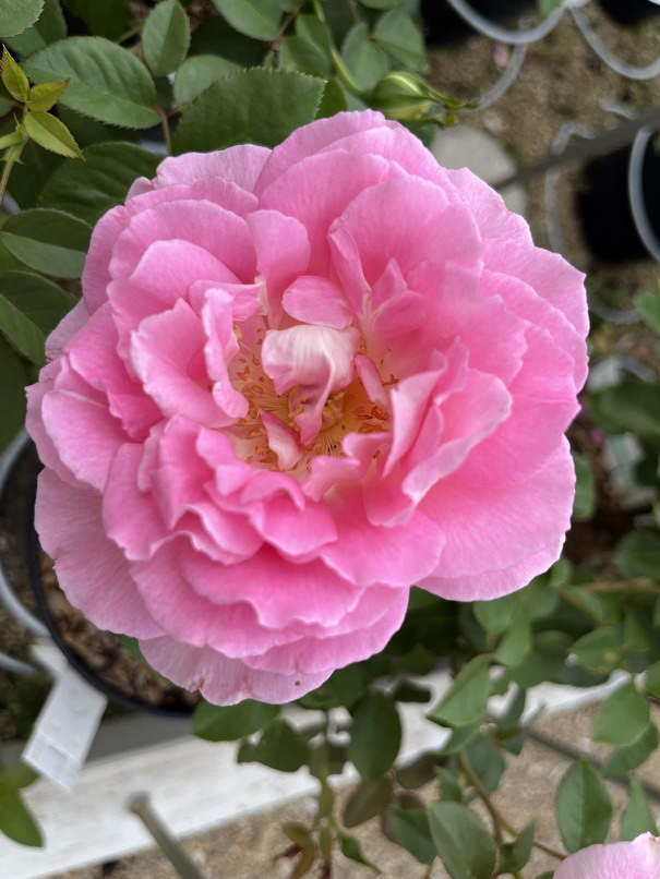 ROSA Bornéo Odoré ®