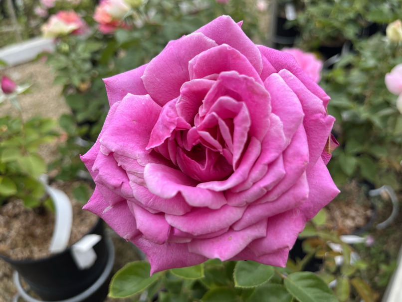 ROSA Sourire de Perigeux ®
