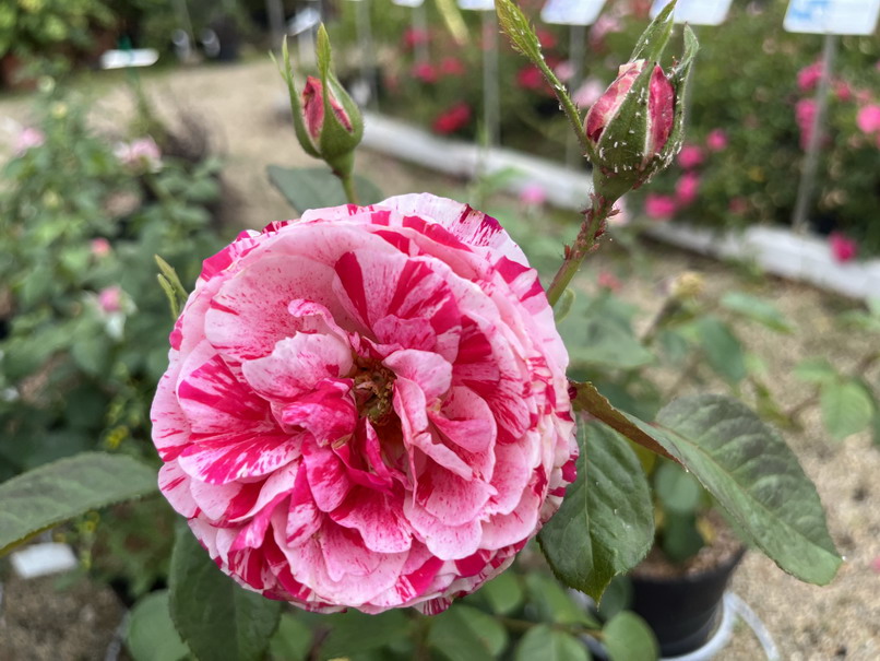 ROSA Scentimental ®