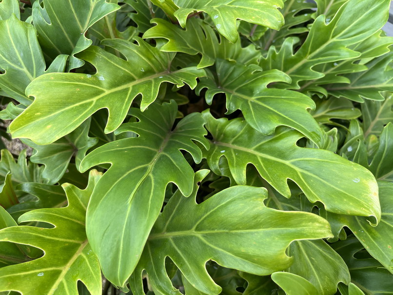 PHILODENDRON xanadu