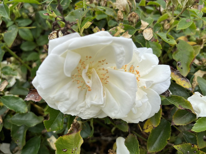 ROSA Opalia ®