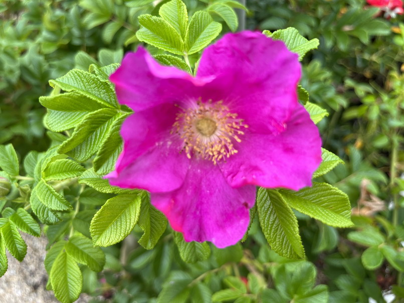 ROSA rugosa Angelia Eglantine ®