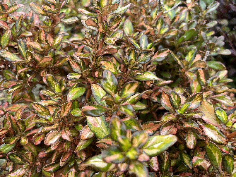 COPROSMA Evening Glow ®