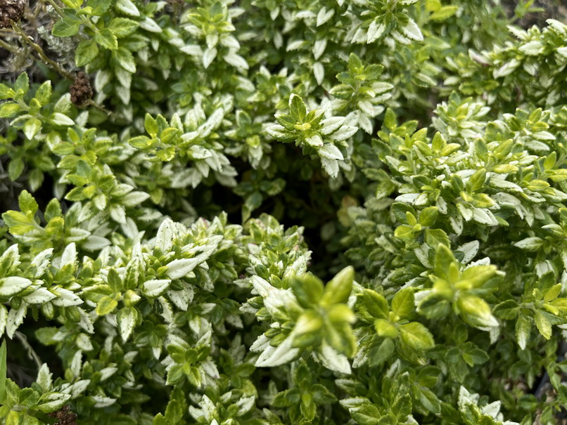TEUCRIUM chamaedrys Lucky Gold ®