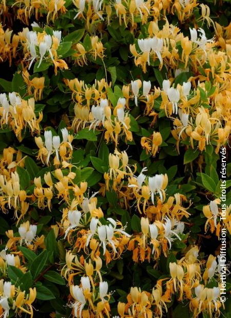 LOROPETALUM chinense Black Pearl ®