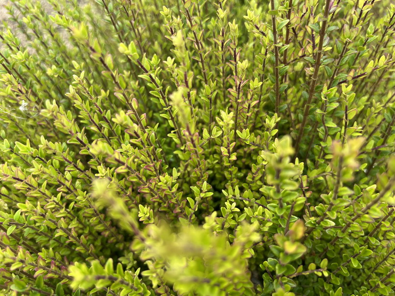 LONICERA nitida Scoop ®