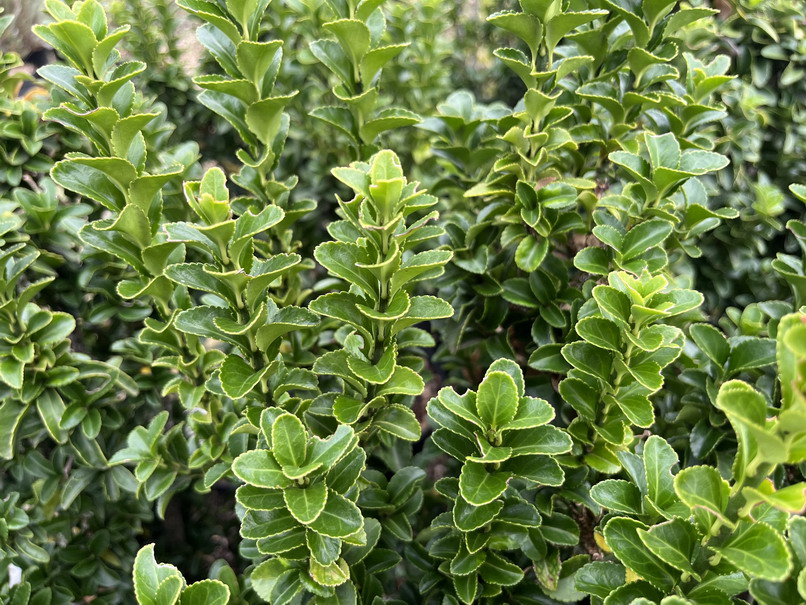 EUONYMUS japonicus Benkomasaki