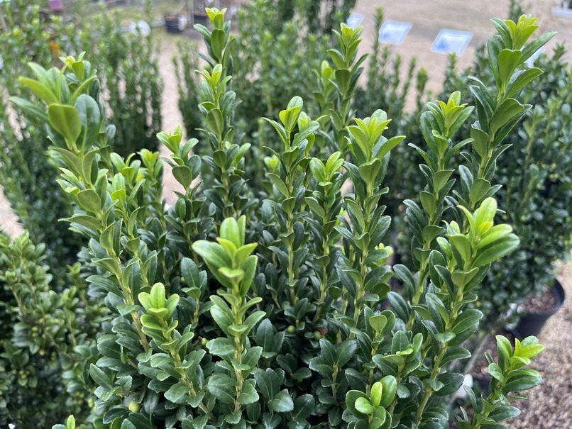 ILEX crenata Fastigiata