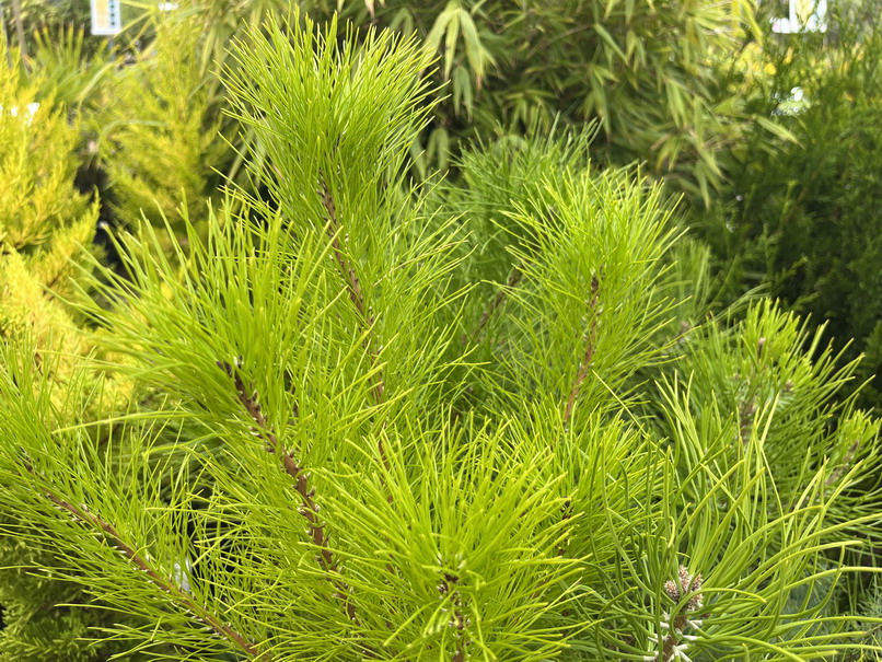 PINUS insignis