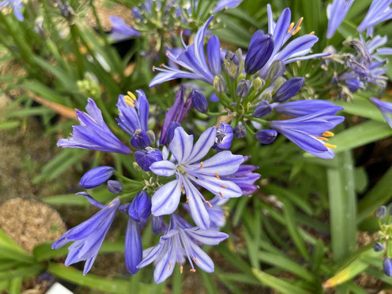 AGAPANTHUS umbellatus Bleu de Chine