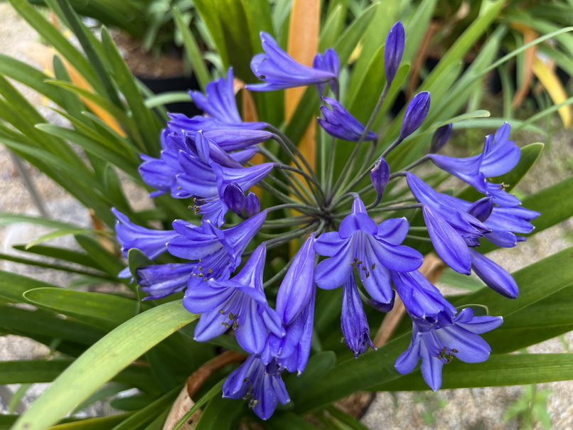 AGAPANTHUS umbellatus Pitchoune Blue ®