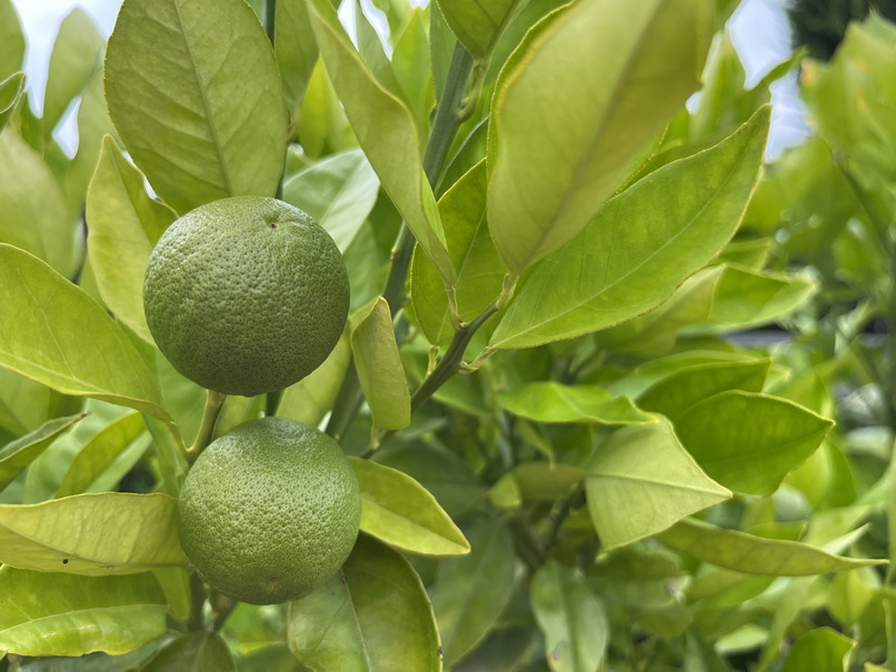 CITRUS sinensis