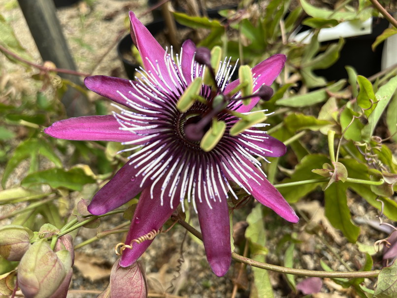 PASSIFLORA caerulea Rubra