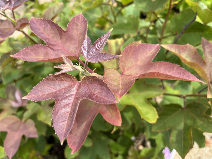 LIQUIDAMBAR formosana Ellen