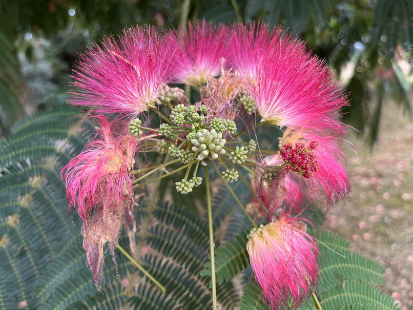 ALBIZIA julibrissin Ombrella ®