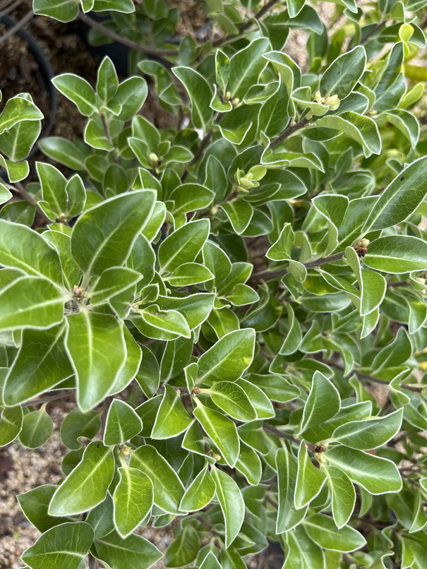 PITTOSPORUM tenuifolium Stephen Island