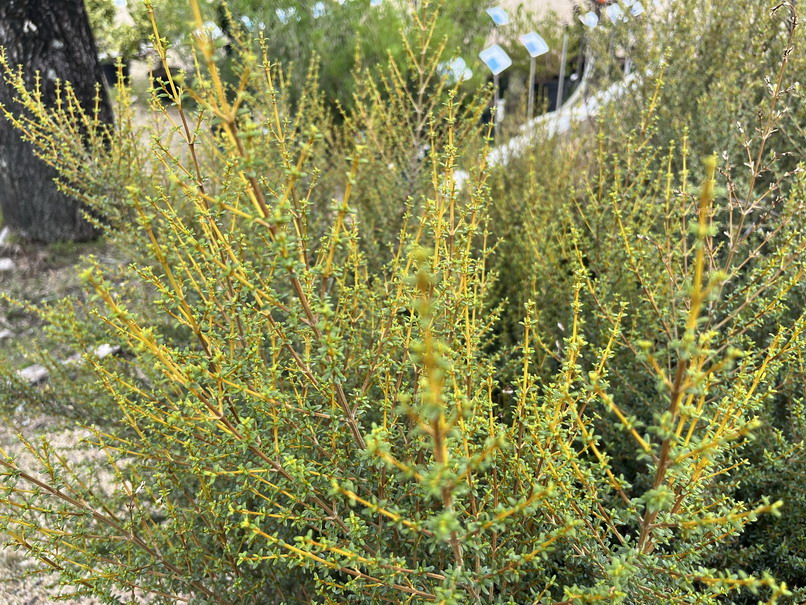 OLEARIA solandri Aurea