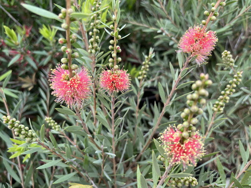 CALLISTEMON viminalis Rose Opal