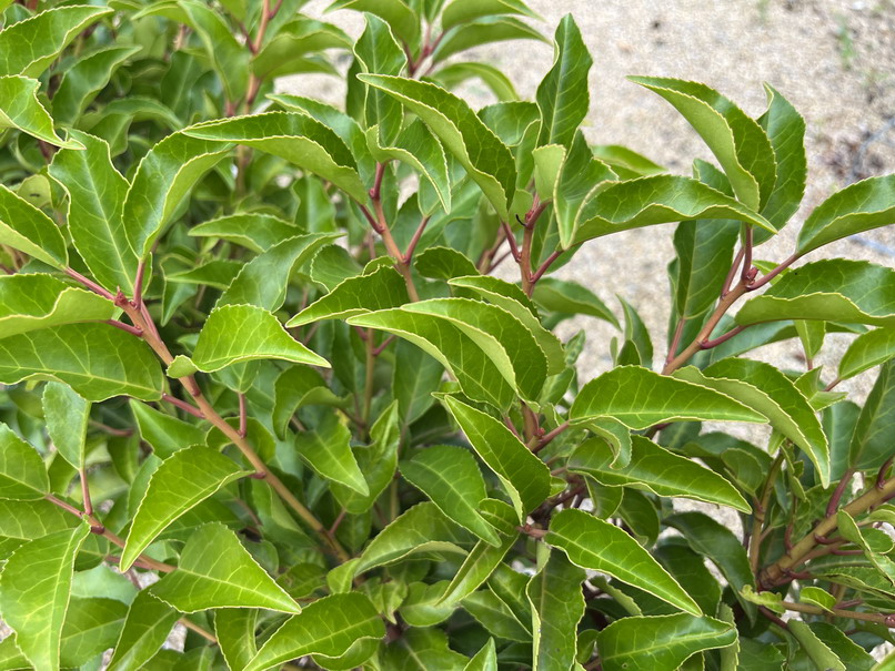 PRUNUS lusitanica Brenelia ®