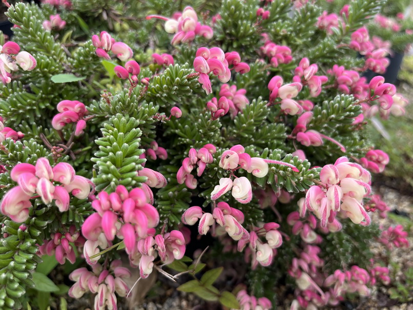 GREVILLEA lanigera Mount Tamboritha