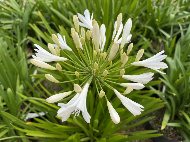 AGAPANTHUS Vallée de la Sarthe