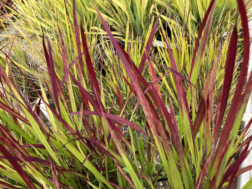 IMPERATA cylindrica Red Baron