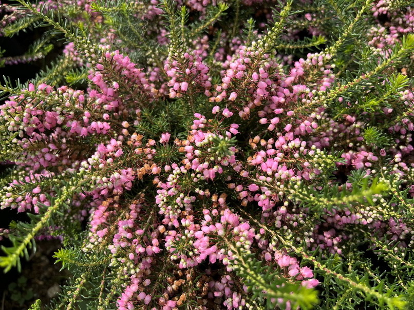 ERICA vagans St. Keverne