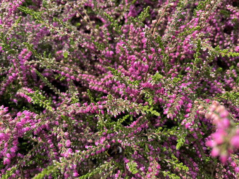 CALLUNA vulgaris Alportii