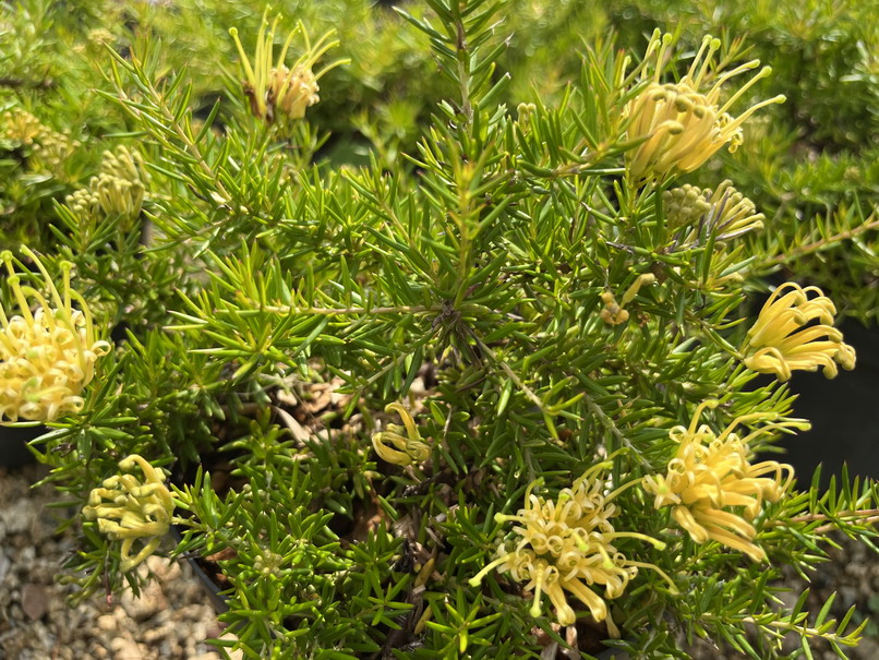 GREVILLEA prostata Aurea